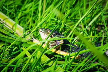 Grass snake, sometimes called the ringed snake or water snake, swallows, eating the caught frog in middle of green grass.