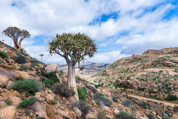 A beautiful Quiver Tree (Aloidendron dichotomum) growing on the mountainside with a cloudy sky