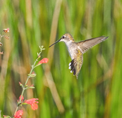 Fototapeta na wymiar Young juvenile male Ruby throated hummingbird - Archilochus colubris - hovering in front of Florida native nectar plant scarlet salvia