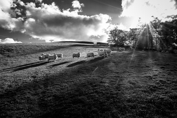 Black and White Landscape