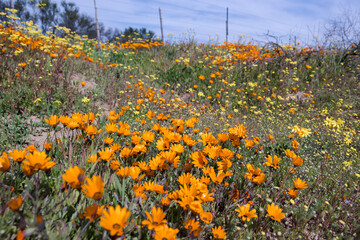 Fototapeta premium Orange daisies and other wildflowers growing on the side of the road in the Namaqualand region