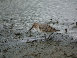 dunlin (Calidris alpina) feeding in marshy area of farmers field