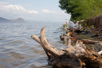 The beach is flooded with water and littered with old driftwood.