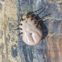 gopher tortoise tick - Amblyomma tuberculatum - bottom ventral view in superb detail showing...