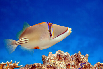 Fototapeta premium Picasso triggerfish (Rhinecanthus aculeatus) , coral fish on the coral reef.
