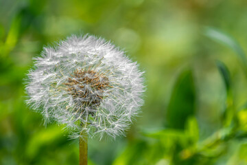 White dandelion on a green background. Nature.