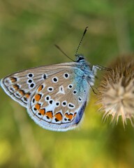butterfly on a flower
