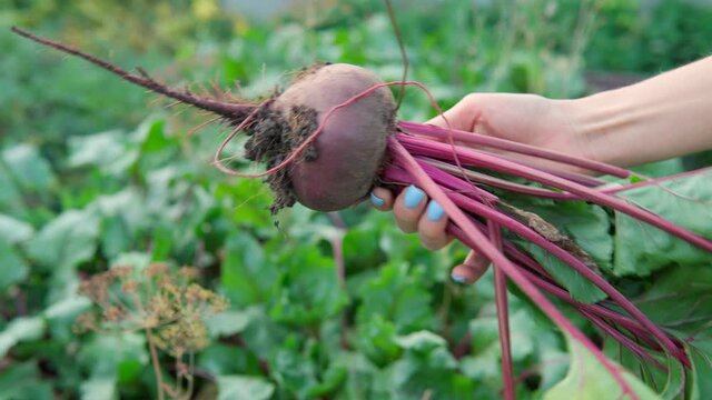 Beet leaves or beet root crops grow in an organic farm.