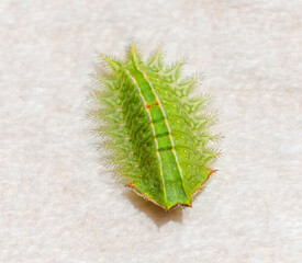 Natada nasoni, Nason's slug or Nason's slug moth, is a moth of the family Limacodidae