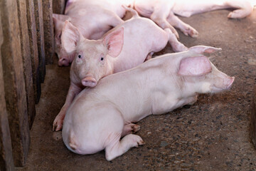 Fototapeta premium Many piglets are sleeping and resting after they finish feeding.
