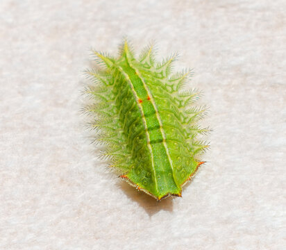 Natada nasoni, Nason's slug or Nason's slug moth, is a moth of the family Limacodidae