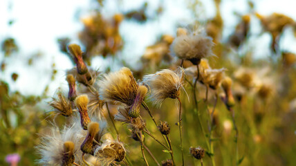 Kołobrzeska łąka a na niej cudowne osty, niby chwasty ale mają swój urok © lech
