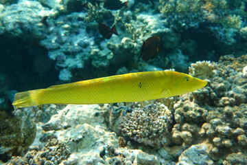 Naklejka na ściany i meble Coral fish Cigar wrasse in Red sea 