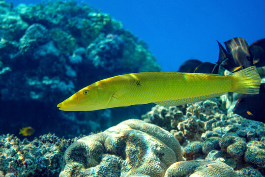 Coral fish Cigar wrasse in Red sea 