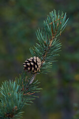 Northern forest, Beautiful nature