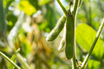 cultivating green soybeans, soy plants meat substitute.