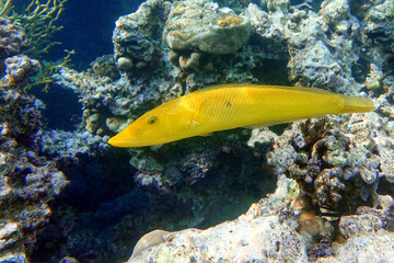 Coral fish Cigar wrasse in Red sea 