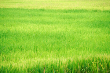 Obraz na płótnie Canvas field of green rice plantation