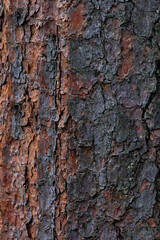 Corteza de un arbol