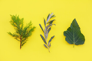 green leaves of the plant on a yellow background