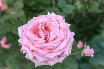 Pink blooming rose head and a rosebud against blurry background