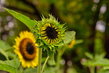 向日葵の蕾