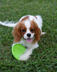 King Charles Cavalier Spaniel puppy happily playing with toy flying disk
