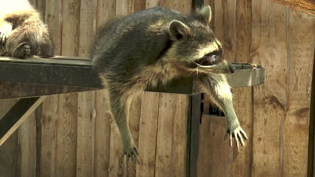 The raccoon (Procyon lotor) -predator, medium sized, often urban, popular in zoos