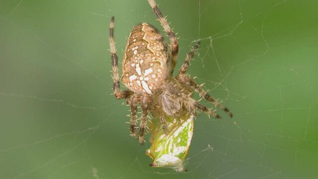 The crusader spider eats a treehopper caught in its spider web. Super macro video of a spider insect. Natural habitat conditions. Blurred green background.