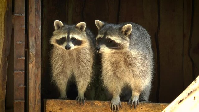 The raccoon (Procyon lotor) -predator, medium sized, often urban, popular in zoos