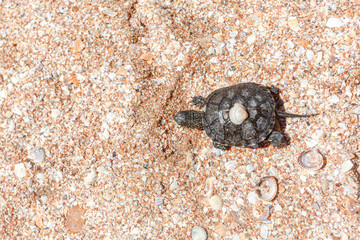 Turtle on the beach with seashells , view from above 