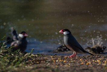 Java sparrow on the ground.