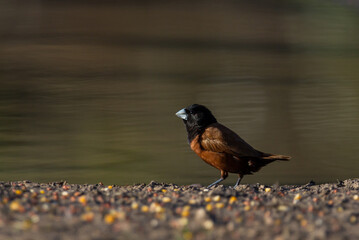 Black-headed Munia on the ground.