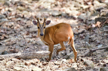 A young adorable Common Barking Deer is turning his body, lifting up his hind leg.