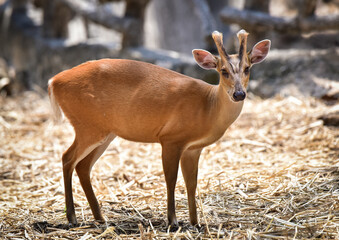 A Common Barking Deer is standing on hay and looking to the camera.