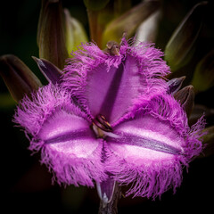 Single purple fringe lily flower (thysanotus multiflorus), Western Australia.  Flowers winter - spring