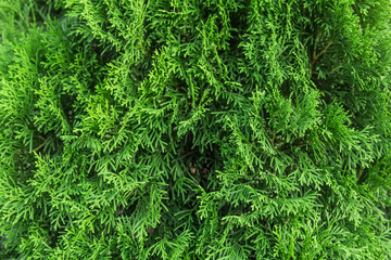 Green branches of the thuja tree natural background