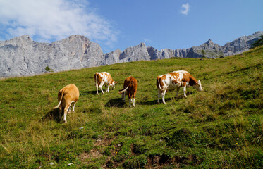 Fototapeta na wymiar cows grazing on a sunny summer day on the green alpine meadows by the foot of Dachstein mountain in Steiermark or Styria in the Austrian Alps (Austria, Schladming) 