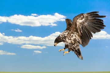 Bird.