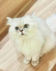 Obraz premium UK British Longhair Cat Persian Cats Kitten Hello Kitty Pets Tiger Green Eyes Beauty Fur Furry Puffy Snow White Ball Grooming Pet 