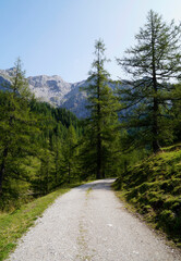 Fototapeta na wymiar a path leading through the scenic alpine Dachstein region in Austria