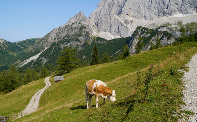 Fototapeta na wymiar a cow grazing in the Austrian Alps of the Dachstein region (Austria)