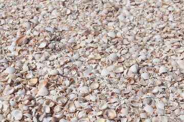 Summer background of seashells on beach