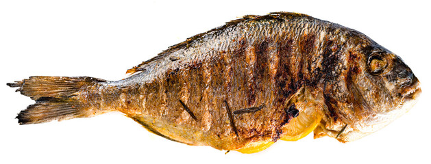 dorada grilled fish isolated on a white background