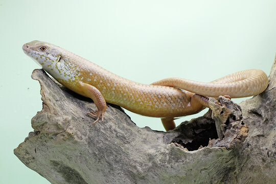 A major skink is sunbathing on dry wood. This lizard, scientifically named Bellatorias frerei, has its natural habitat in Papua New Guinea and Australia. 
