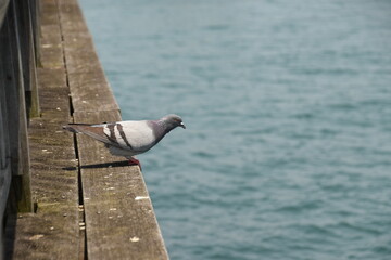 海を覗き込むハト