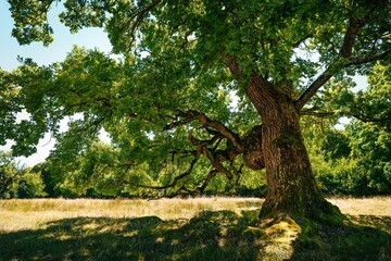 Secular oak tree on field in summer