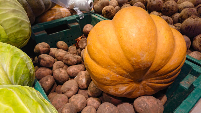 A large ripe orange pumpkin stands on top of the potato boxes at the grocery store.