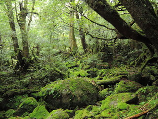 屋久島の苔に包まれた森