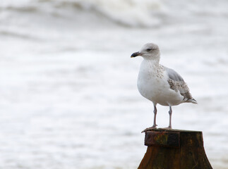 A young sub-adult herring gull (Larus argentatus) perching on a wooden post, with breaking waves on the sea in the background